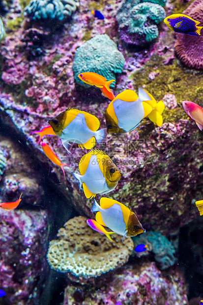 珊瑚礁上的水族馆热带鱼类花园架子异国太阳光购物中心生活学校浅滩居住珊瑚图片