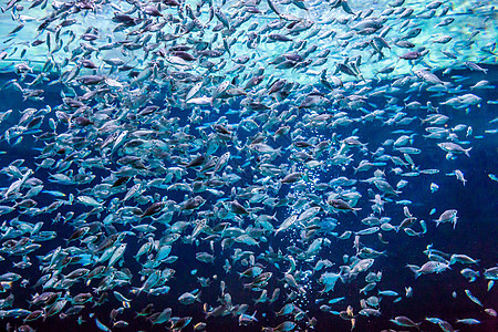 珊瑚礁上的水族馆热带鱼类生活异国太阳光学校环礁情调荒野浅滩居住架子图片