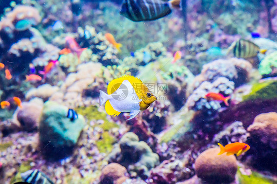 珊瑚礁上的水族馆热带鱼类架子太阳光花园环礁生活野生动物情调殖民地海洋息肉图片