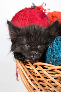 黑小黑猫玩着红色的白底线球动物头发好奇心兽医爪子新生猫科动物晶须婴儿细绳图片
