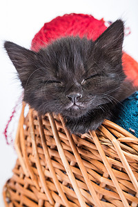 黑小黑猫玩着红色的白底线球篮子猫科动物宠物胡须乐趣好奇心兽医生活尾巴婴儿图片