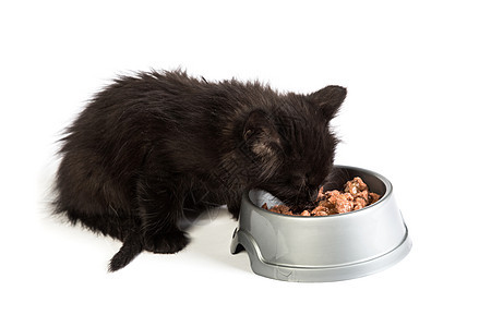 黑小黑猫在白色背景下吃猫食好奇心食物动物饮食胡须眼睛蓝色婴儿晶须猫咪图片