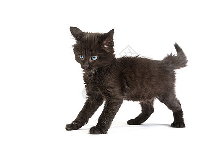 白色背景的可爱黑小猫宠物爪子生活头发眼睛哺乳动物乐趣动物晶须兽医图片