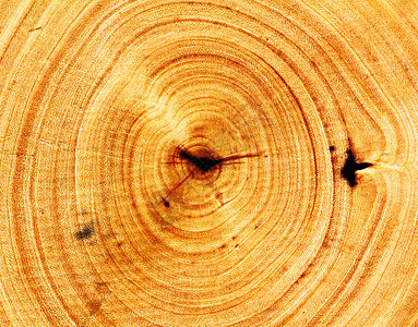 剪切木质棕色戒指圆圈材料历史树干同心森林年度生活图片