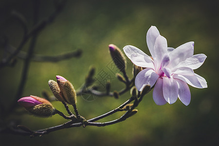 深底的公园里的木兰花脆弱性叶子玉兰生长花瓣季节宏观紫色植物群植物图片