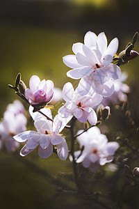 深底的公园里的木兰花植物学脆弱性宏观植物群季节花园花束玉兰生长花瓣图片