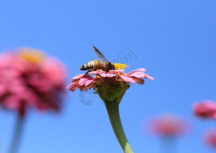 粉色辛尼亚花和蜜蜂漏洞园艺天空蜂蜜花粉蓝色植物昆虫公园花蜜图片