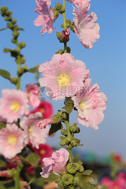 粉红霍利霍克Althaea玫瑰花朵花朵植物植物群紫色木槿叶子花粉树叶季节生长图片