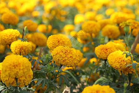 红金花花叶子季节金子植物学橙子场地墙纸生长花粉草地图片