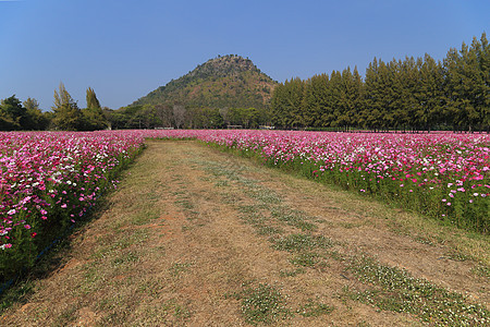 在有山地背景的田野花朵之间行走途径草地天空公园场景松树场地园艺宇宙植物群图片