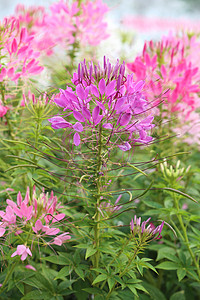 盛开的蜘蛛花公园季节花瓣植物紫色清洁剂叶子生长海藻花园图片