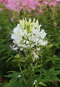 盛开的蜘蛛花季节植物紫色花瓣生长花园海藻荒野植物群园艺图片