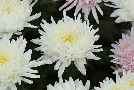 菊花花花园叶子宏观植物群花束花朵季节植物学植物浪漫图片