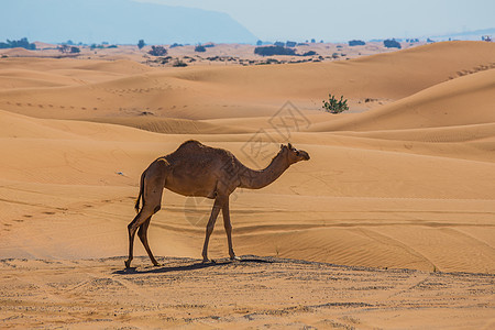 带骆驼的沙漠景观动物动物群野生动物地伦荒野哺乳动物夫妻大篷车旅游旅行图片