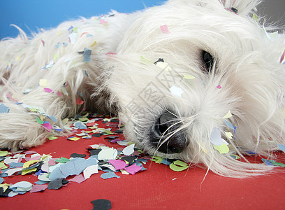 狗狗派对白色生日庆典犬类纪念日猎犬纸屑好奇心小狗乐趣图片