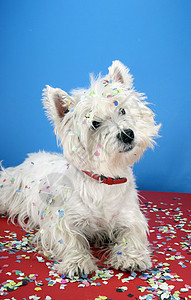 狗狗派对犬类小狗宠物庆典白色乐趣周年猎犬纪念日纸屑图片