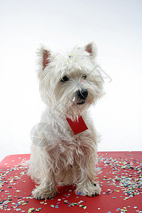 狗狗派对纸屑乐趣小狗好奇心生日猎犬犬类高地纪念日宠物图片