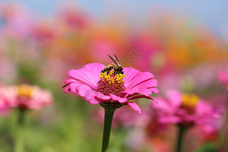 粉色辛尼亚花和蜜蜂植物群园艺花园花粉昆虫公园花瓣漏洞蜂蜜翅膀图片
