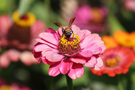 粉色辛尼亚花和蜜蜂园艺花园花粉蜂蜜昆虫公园漏洞植物树叶植物群图片