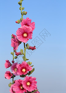 粉红霍利霍克Althaea玫瑰花朵天空花朵花园植物群季节树叶蔷薇植物学生长叶子图片