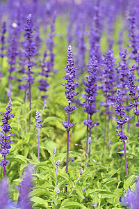 在花园里种菜植物园艺灌木芳香熏衣草花朵紫色香气场地植物群图片