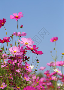 美丽的宇宙花朵植物学紫色植物群荒野草地花瓣天空场景花粉农村图片