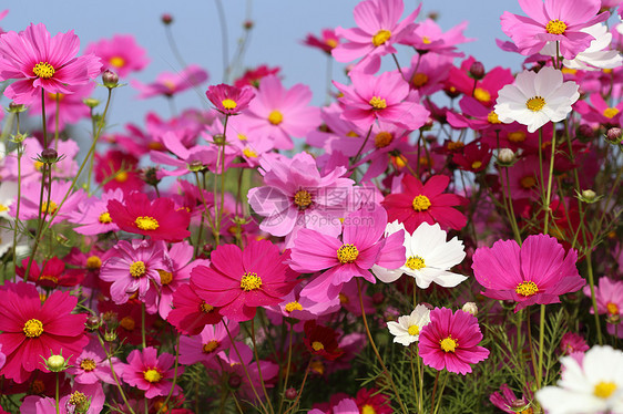 美丽的宇宙花朵植物群宏观蓝色植物学场景农村紫色季节花园花粉图片