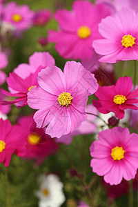 美丽的宇宙花朵花园天空宏观农村紫色场景花粉植物群草地季节图片