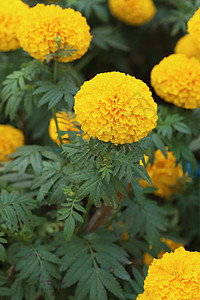 红金花花季节园艺植物学花园公园橙子叶子场地金子草地图片