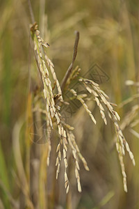 稻田食物农田文化农业种子粮食谷物收成农村季节图片