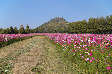 在有山地背景的田野花朵之间行走宇宙风景场地园艺植物群植物松树生长农场小路图片