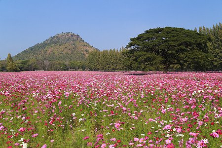 田野中美丽的宇宙花朵天空蓝色花粉环境花园草地农村荒野植物学农场图片