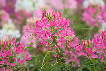 盛开的蜘蛛花植物海藻花瓣季节公园叶子清洁剂花园荒野植物群图片