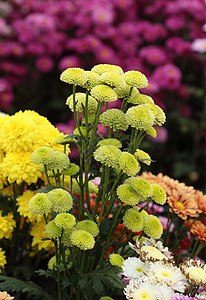 菊花花树叶橙子花朵植物学紫色花瓣生长雏菊花园植物图片