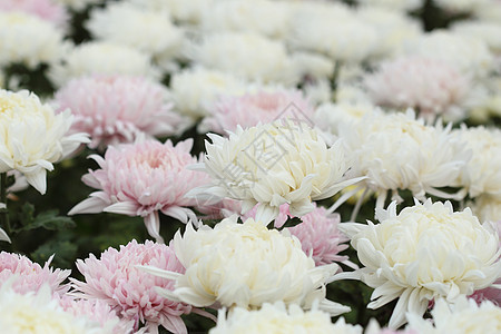 菊花花雏菊植物学花瓣花朵叶子植物植物群花园宏观季节图片