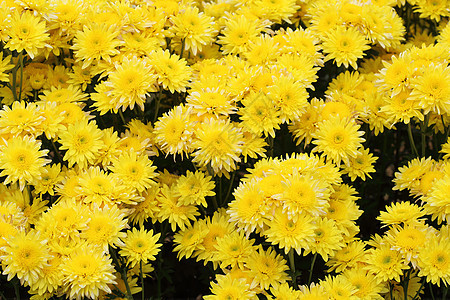 黄色的菊花植物群墙纸季节花园花朵叶子植物学生长橙子金子图片