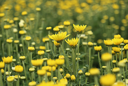 花园里有黄色的菊香花图片