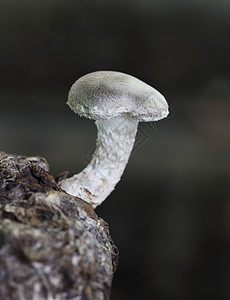 蘑菇白色烹饪蔬菜药品宏观美食食物团体菌类棕色图片