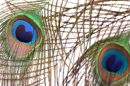 孔雀的美丽羽毛风格金子热带情调装饰艺术蓝色眼睛尾巴异国图片