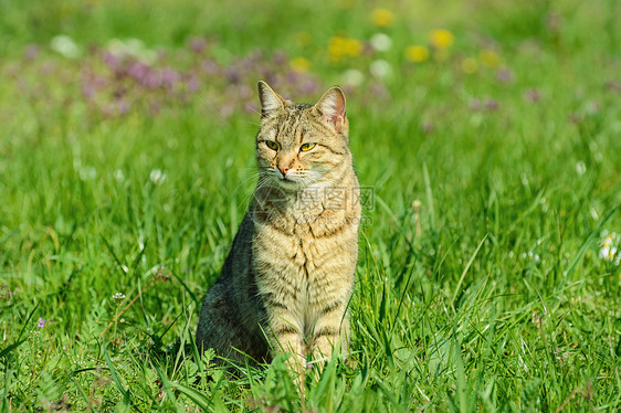 青草中的猫家畜流浪猫草地宠物远亲动物图片