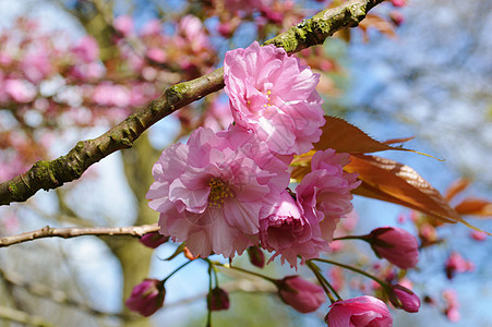 粉红花朵粉色季节树木叶子季节性图片