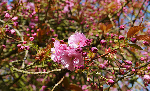 粉花开花叶子季节花朵季节性树木粉色图片