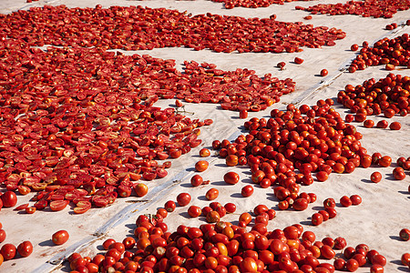 干番茄白色食物香料美食水平脱水种子草本植物小吃框架图片
