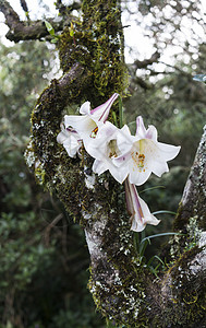 树上生长的野生百丽花森林荒野热带百合图片