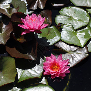 美丽的莲花花池塘热带生长场地宗教叶子植物学植物荷花花束图片