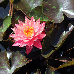 美丽的莲花花场地草本植物草地花园植物学热带花束叶子植物生活图片