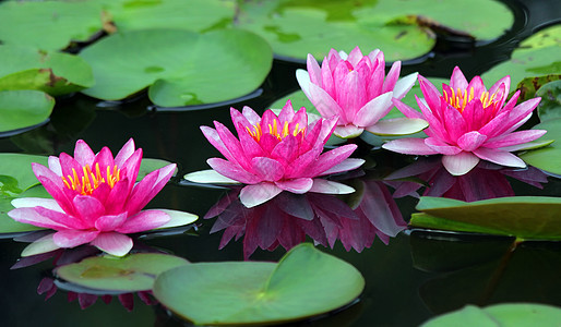 美丽的莲花花农业热带快乐场地花束生长宗教池塘草地草本植物图片