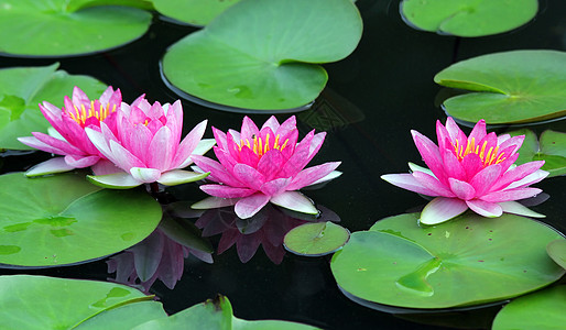 美丽的莲花花池塘快乐热带花束生活植物学荷花农业宗教植物图片