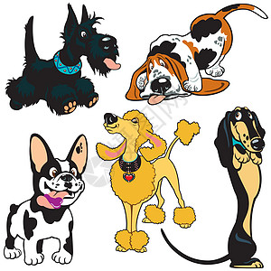 带卡通狗设置卡通片贵宾犬黑色小狗宠物动物插图漫画兽医乐趣图片