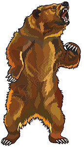 愤怒熊熊动物学森林脊椎动物动物园生物生物学侵略野生动物食肉北极熊图片